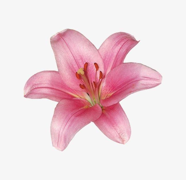 Velvet Dawn: Tranquil Shades of Sunrise Flora